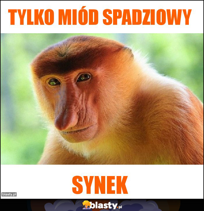 Tylko miód spadziowy