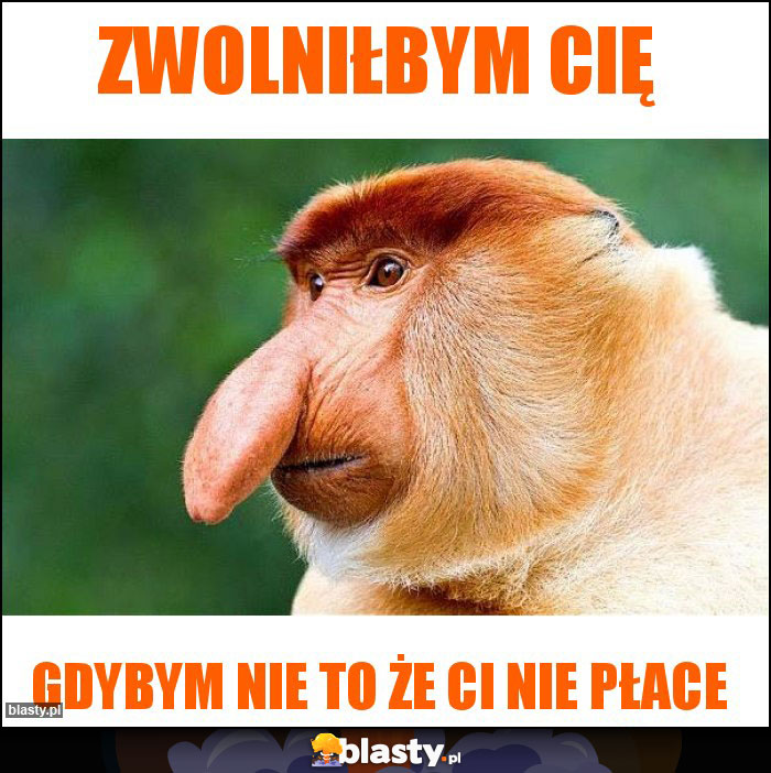 zwolniłbym Cię