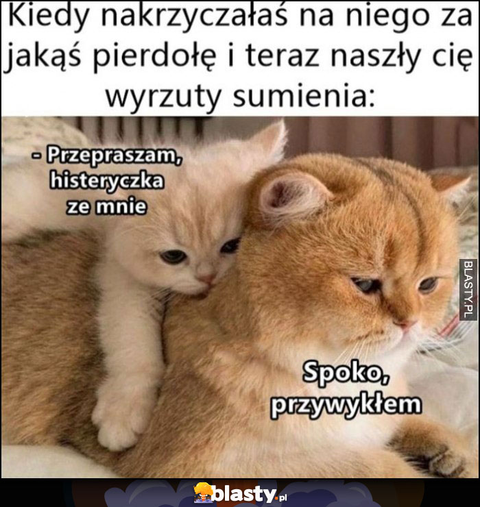 Kot koty Kiedy nakrzyczałaś na niego za jakąś pierdołę i teraz naszły cię wyrzuty sumienia, przepraszam histeryczka ze mnie, spoko przywykłem