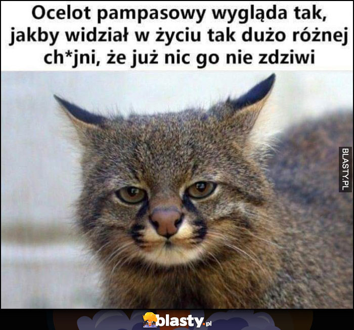 Ocelot pampasowy wygląda tak, jakby widział w życiu dużo różnej padaki, że już nic go nie zdziwi