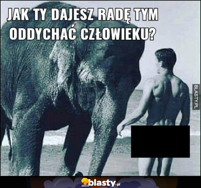 Słoń do faceta: jak ty dajesz radę tym oddychać człowieku