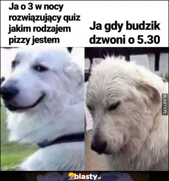 Pies ja o 3 w nocy rozwiązujący quiz jakim rodzajem pizzy jestem vs ja gdy budzik dzwoni o 5:30