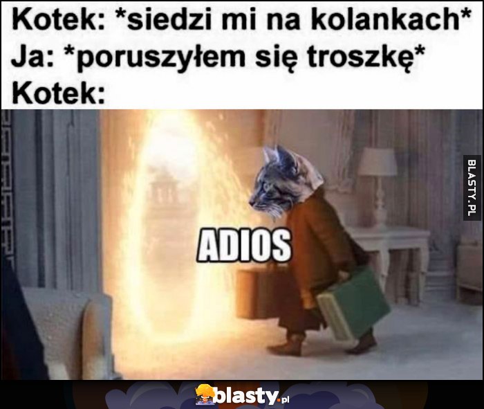 Kotek: siedzi mi na kolankach, ja: poruszyłem się troszeczkę, kotek: odchodzi adios