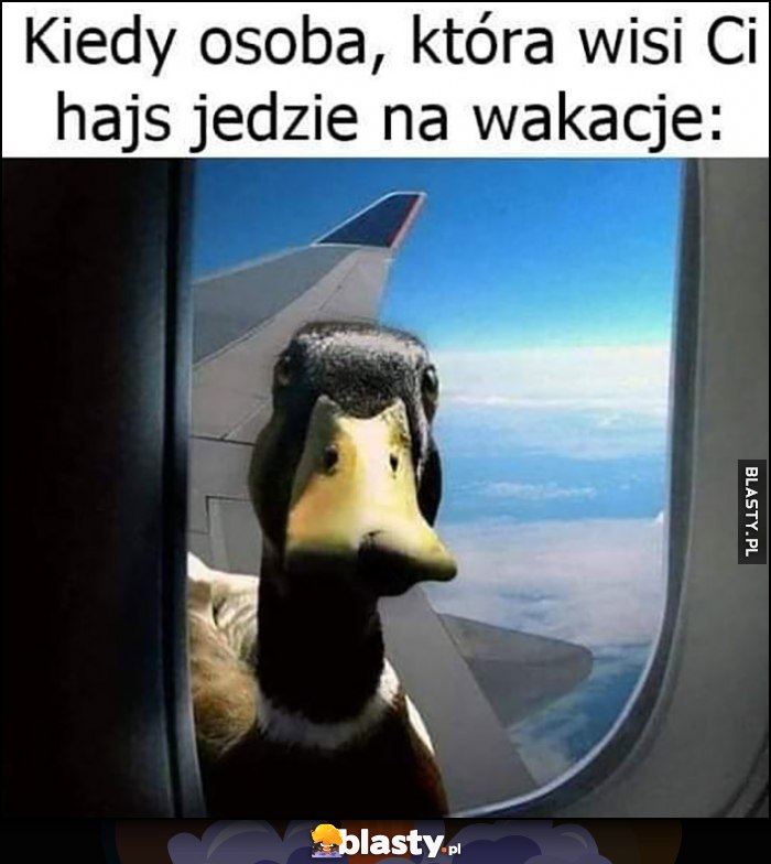 Kiedy osoba, która wisi Ci hajs jedzie na wakacje kaczka patrzy przez okno samolotu