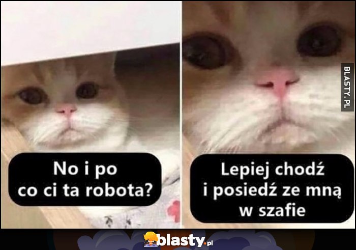 Kot: no i po co ci ta robota, lepiej chodź i posiedź ze mną w szafie