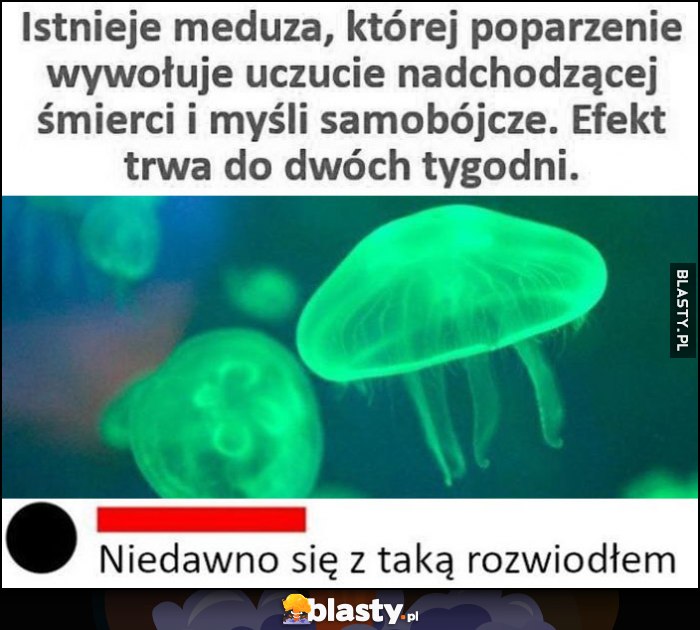 Istnieje meduza, której poparzenie wywołuje uczucie śmierci i myśle samobójcze, niedawno się z taką rozwiodłem