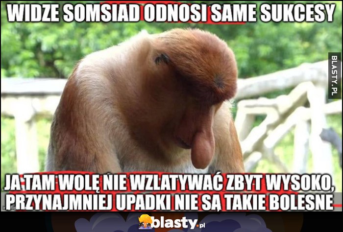 Widzę somsiad odnosi same sukcesy, ja tam wolę nie wzlatywać zbyt wysoko przynajmniej upadki nie są takie bolesne Polak nosacz małpa