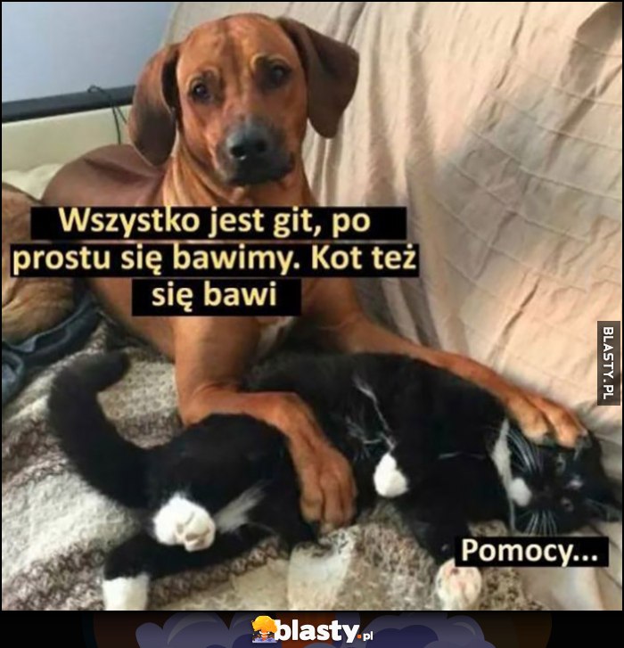 Pies kot wszystko jest git, po prostu się bawimy, kot też się bawi, tymczasem kot: pomocy