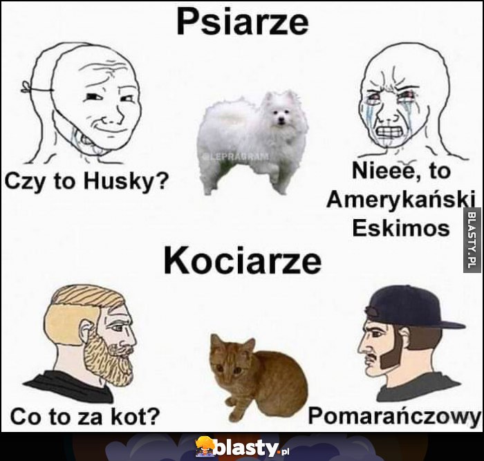 Psiarze: czy to Husky, nie to Amerykański eskimos vs kociarze: co to za kot? Pomarańczowy