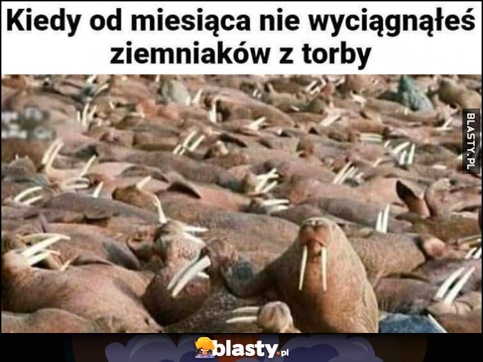 Kiedy od miesiąca nie wyciągnąłeś ziemniaków z torby foki kły