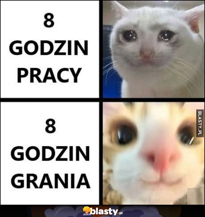 8 godzin pracy vs 8 godzin grania kot kotek reakcja