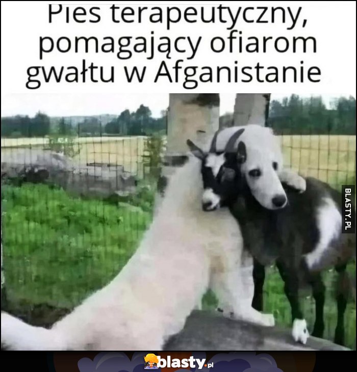 Pies terapeutyczny pomagający ofiarom gwałtu w Afganistanie koza kozioł