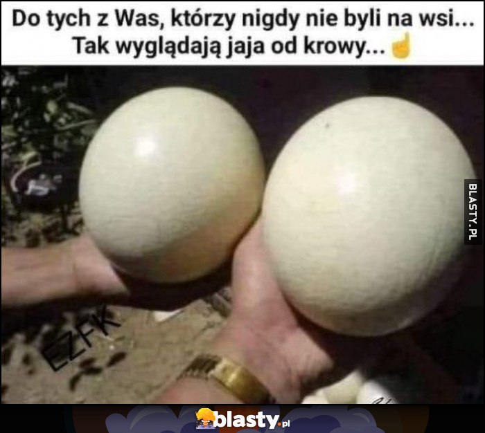 Dla tych z was, którzy nigdy nie byli na wsi - tak wyglądają jaja od krowy
