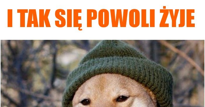 I Tak Się Powoli żyje Memy, Gify I śmieszne Obrazki Facebook, Tapety ...