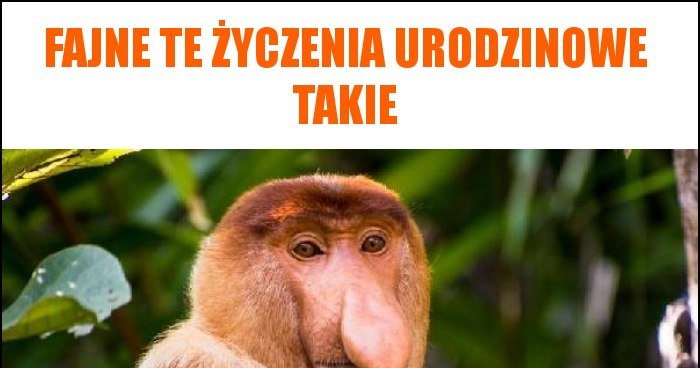 Fajne te życzenia urodzinowe takie memy, gify i śmieszne obrazki