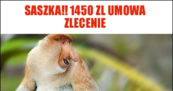 saszka-1450-zl-umowa-zlecenie-memy-gify-i-mieszne-obrazki-facebook