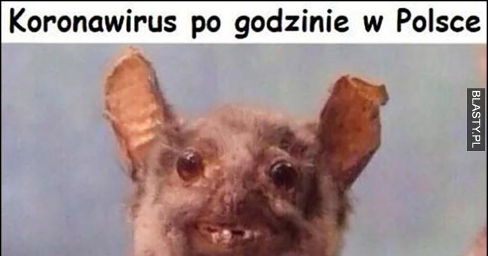 Koronawirus nietoperz po godzinie w Polsce Jezu wy tu 