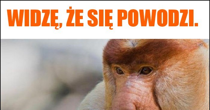 Widzę, że się powodzi. memy, gify i śmieszne obrazki facebook, tapety ...