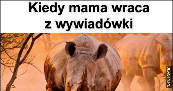 Kiedy mama wraca z wywiadówki rozpędzony nosorożec memy gify i śmieszne obrazki facebook