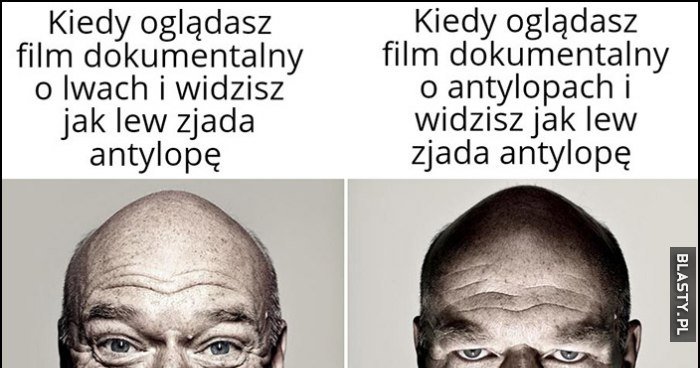 Kiedy Oglądasz Film Dokumentalny O Lwach I Widzisz Jak Lew Zjada ...