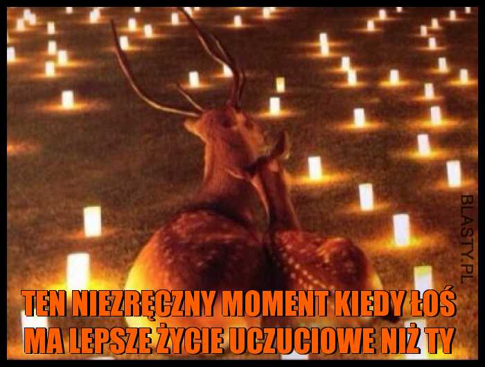 Ten niezręczny moment kiedy łoś ma lepsze życie uczuciowe niż Ty