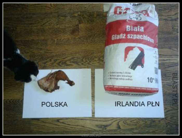 Kto wygra mecz polska - irlandia północna