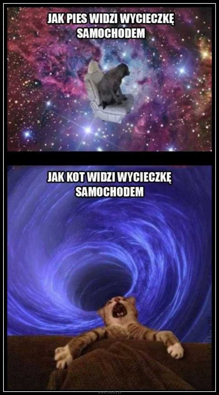 Wycieczka samochodem kot vs pies