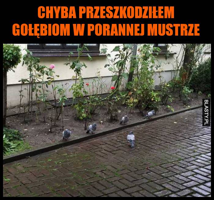 Chyba przeszkodziłem gołębiom w porannej mustrze