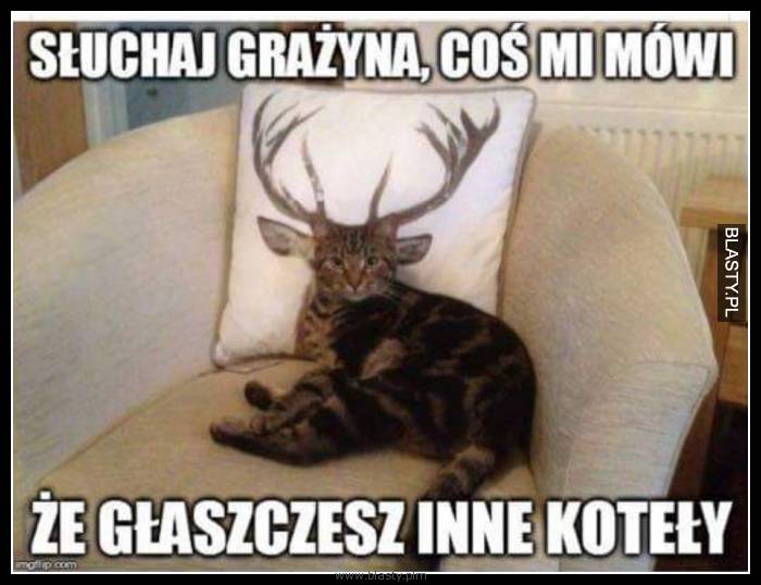 Słuchaj Grażyna coś mi się wydaje, że głaszczesz inne koty