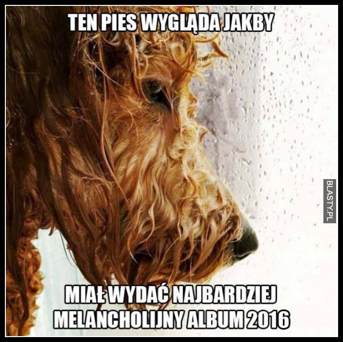 ten pies wygląda jakby miał wydać najbardziej melancholijny album 2016