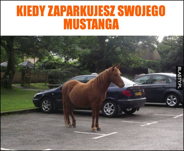 Kiedy zaparkujesz swojego mustanga