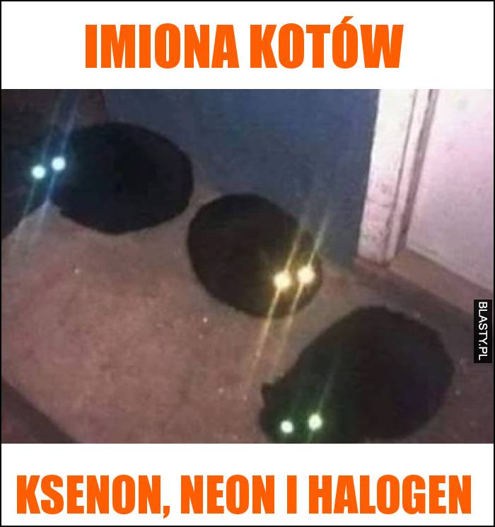 Imiona kotów