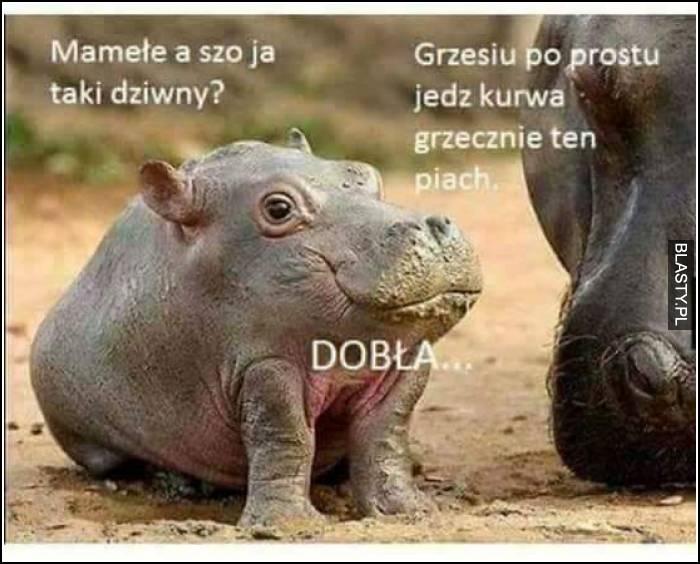 dobła