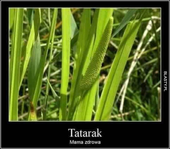 tatarak