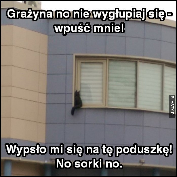 Kot Grażyny