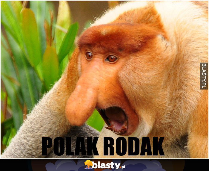 POLAK RODAK