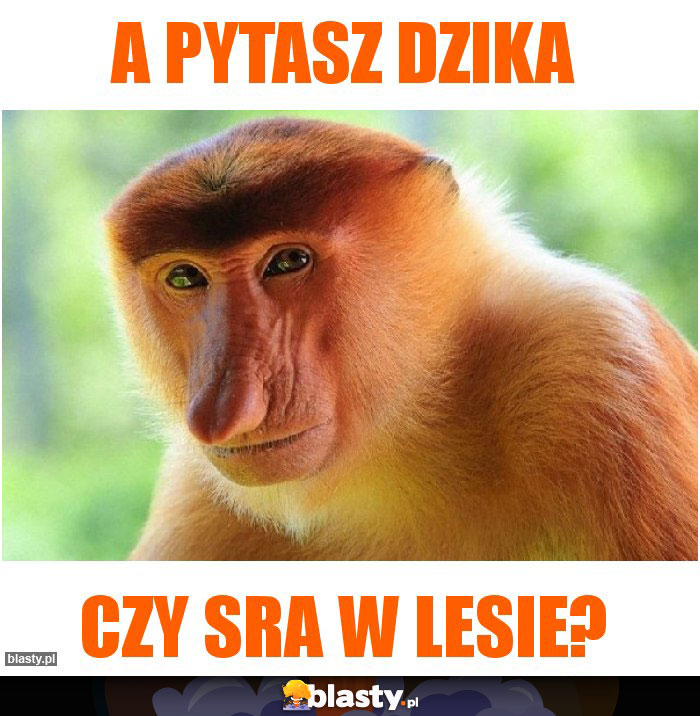 A pytasz dzika