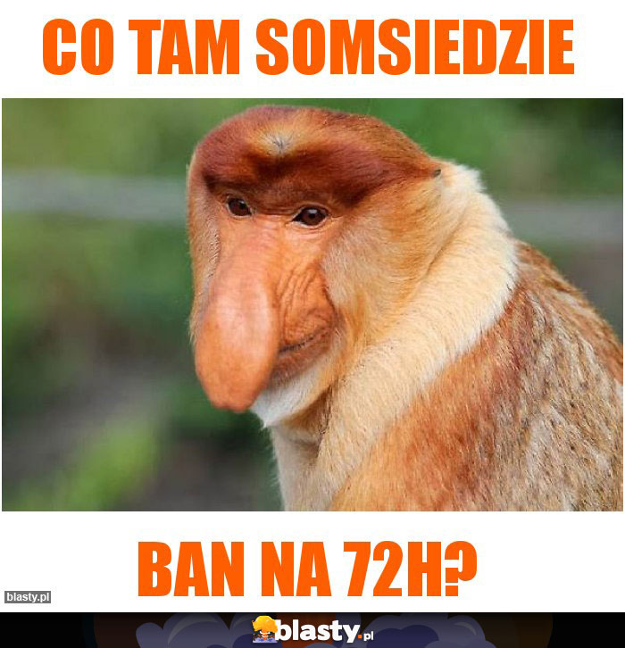 co tam somsiedzie