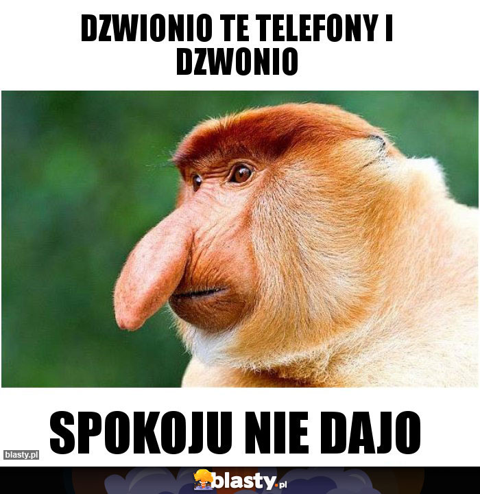 DZWIONIO TE TELEFONY I DZWONIO