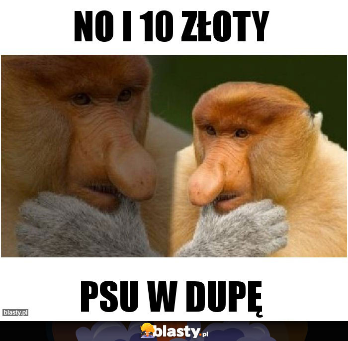 no i 10 złoty