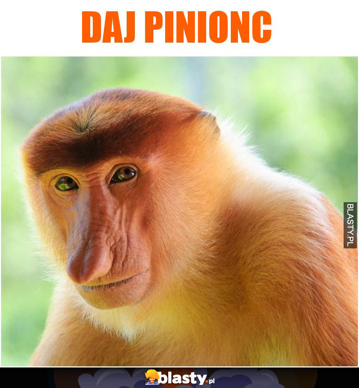 DAJ PINIONC