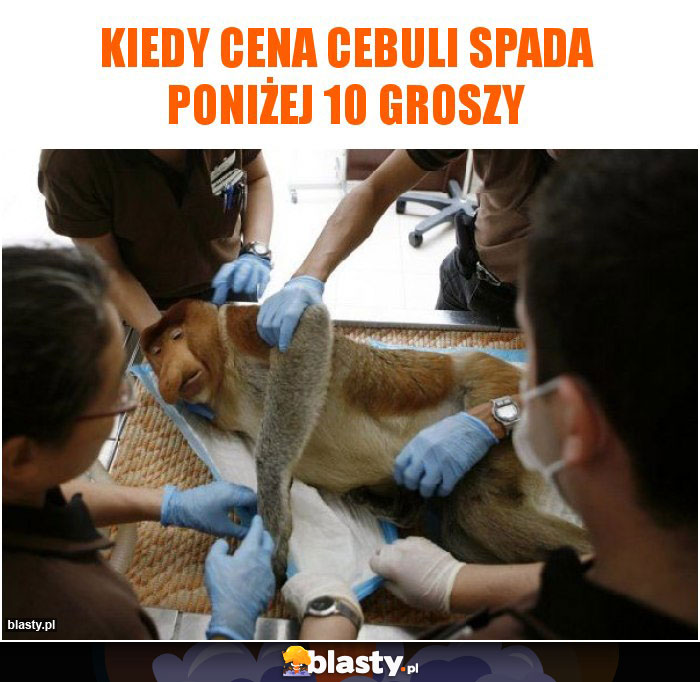 Kiedy cena cebuli spada poniżej 10 groszy