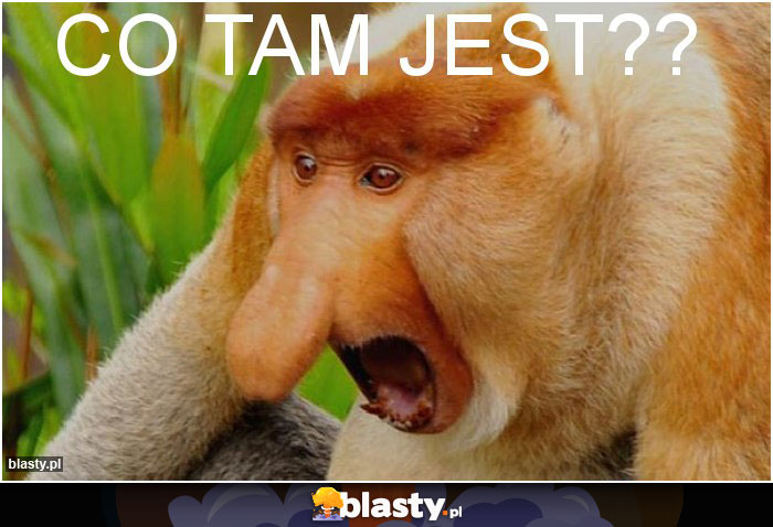 Co tam jest??