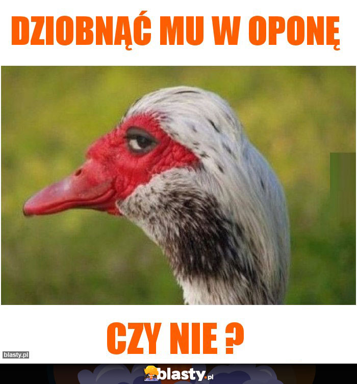 Dziobnąć mu w oponę