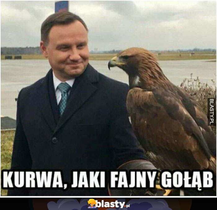 Gołąb