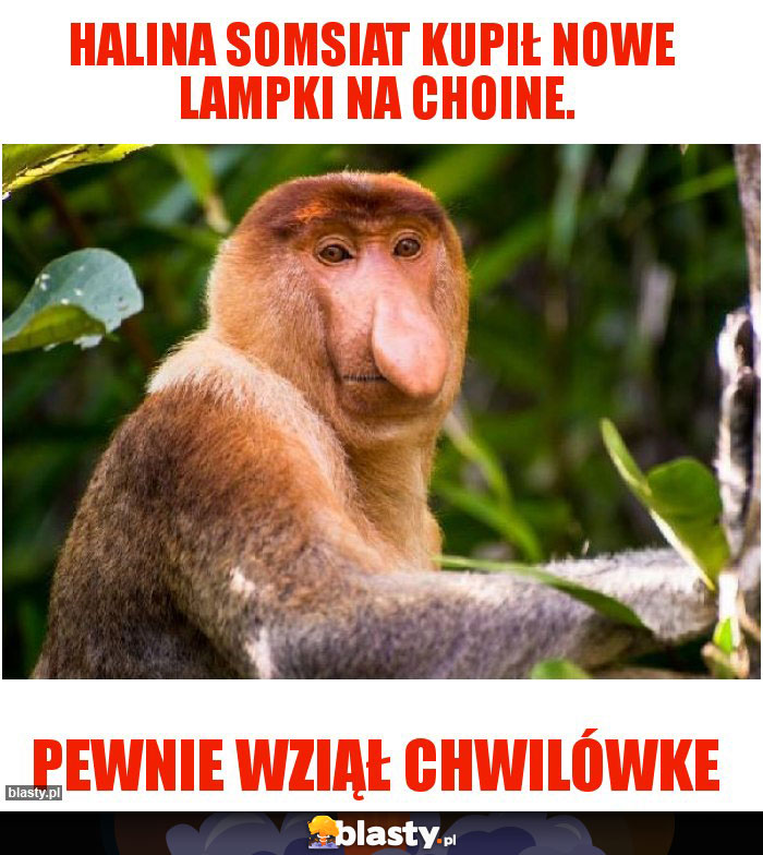 Halina somsiat kupił nowe  lampki na choine.