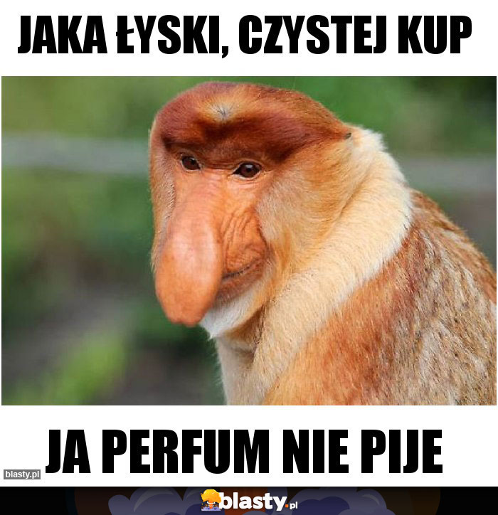 jaka łyski, czystej kup