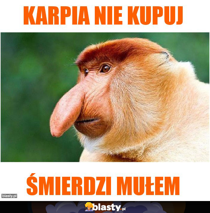 karpia nie kupuj