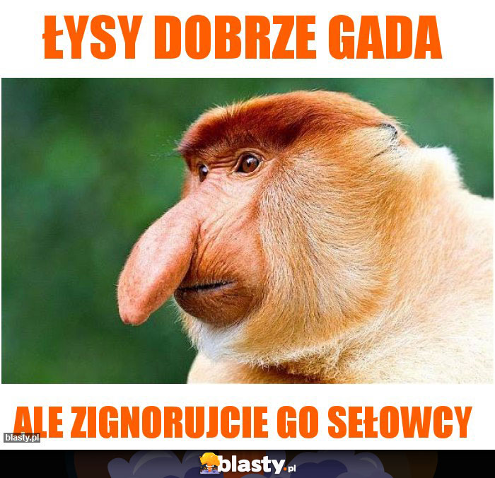 łysy dobrze gada