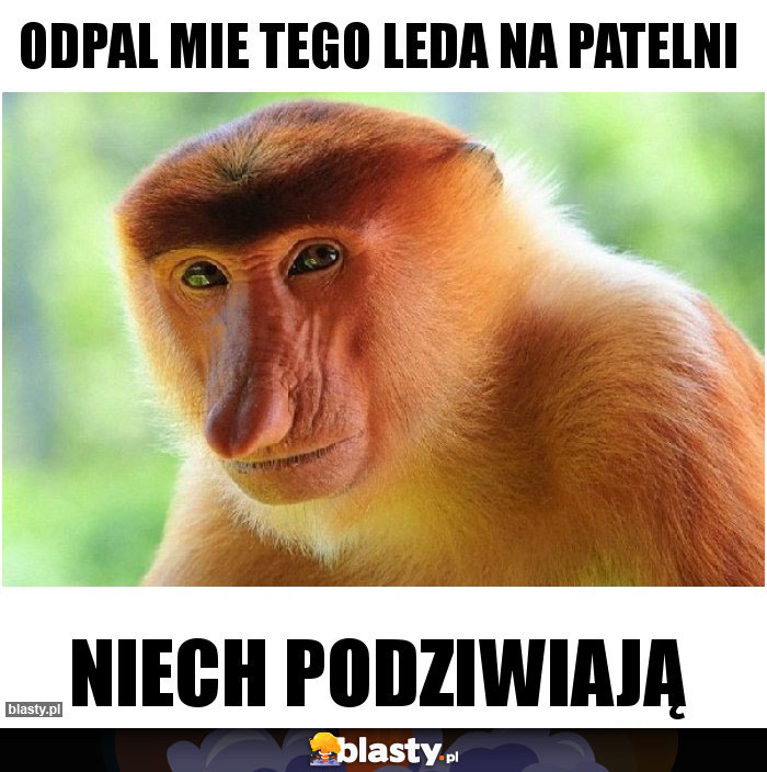 ODPAL MIE TEGO LEDA NA PATELNI